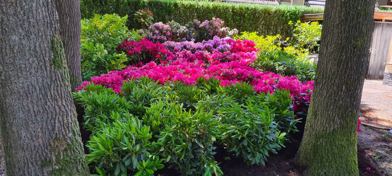 Twee grote bomen met een tuinbed vol felroze en paarse rododendrons en groen blad.