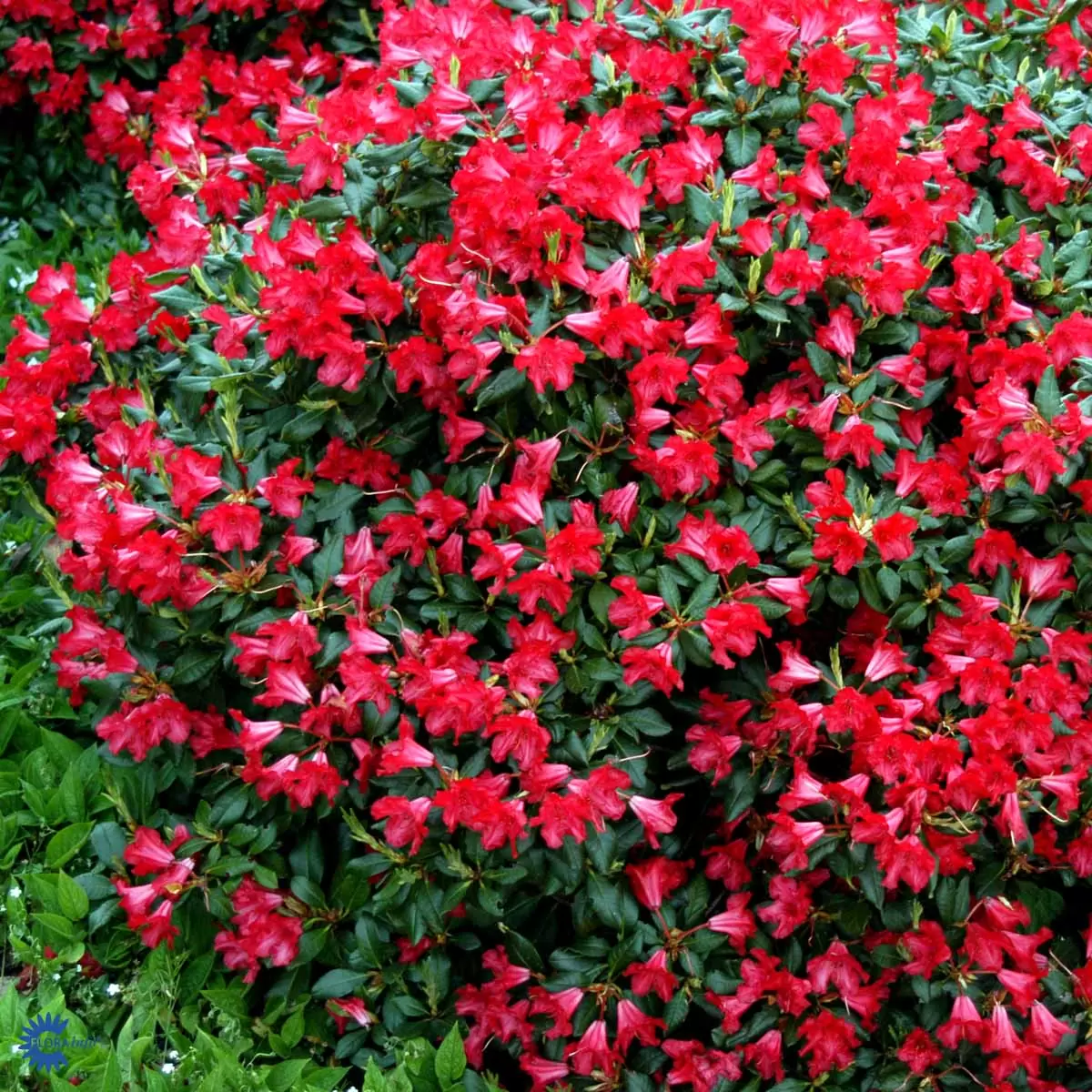 Rode rhododendronstruik met groene bladeren en vele felle bloemen in volle bloei.