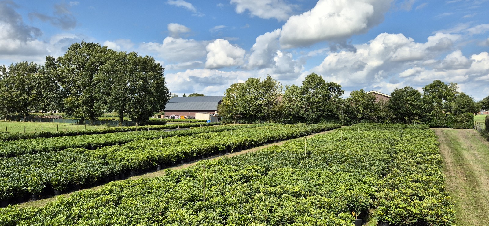 Grote plantenkwekerij met rijen bloeiende rhododendronstruiken onder een blauwe lucht met wolken.