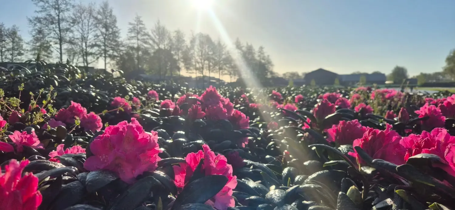 Roze bloeiende rhododendrons in de zon op de kwekerij van Rhododendronwal.