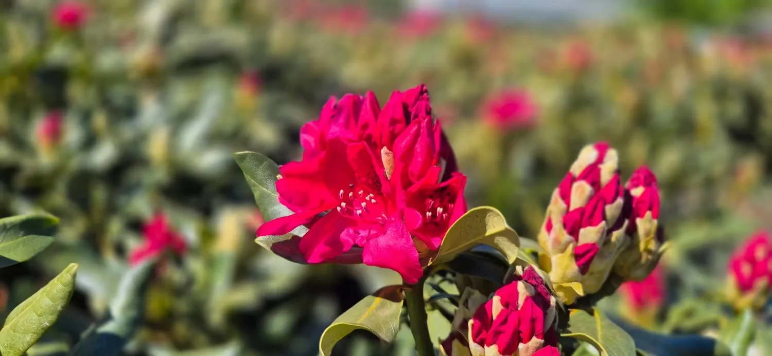 Close-up van een roze rhododendronbloem met knoppen op de kwekerij.