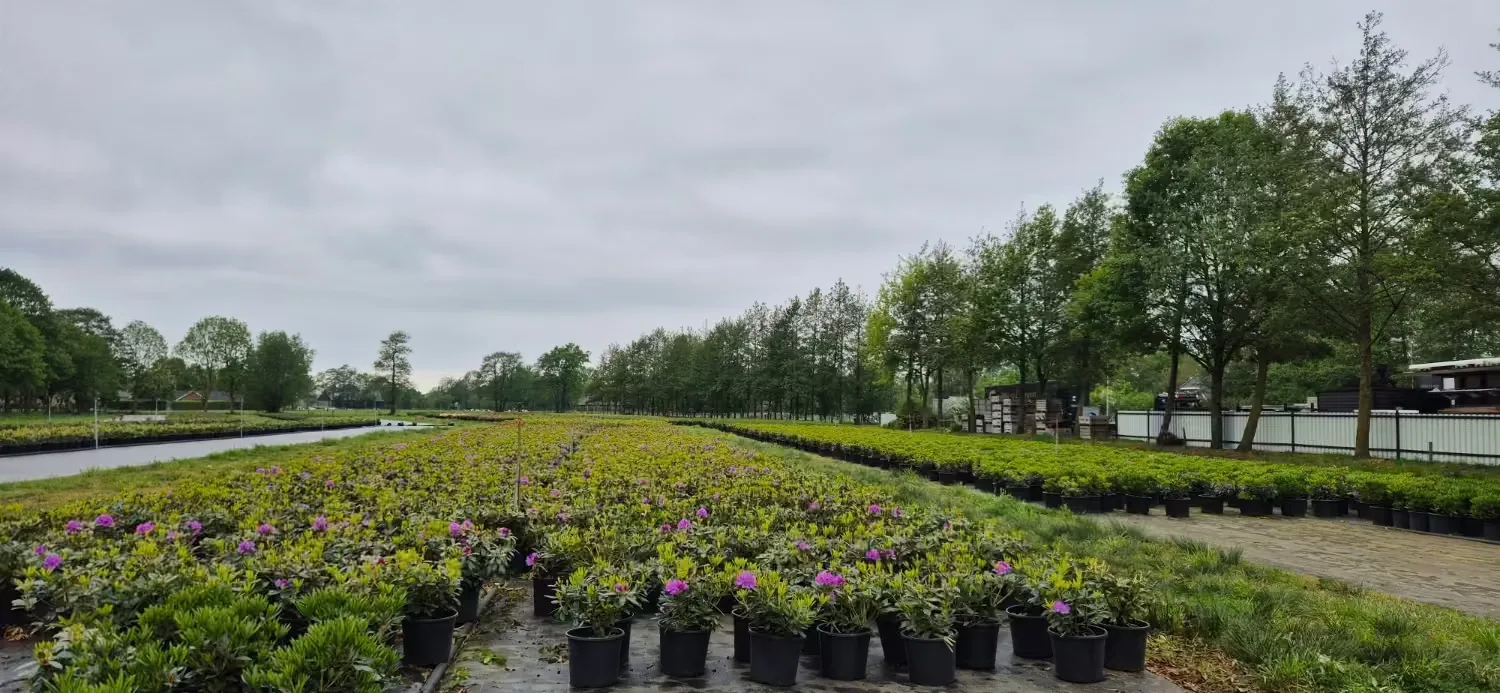 Velden met jonge rhododendrons in potten op de kwekerij van Rhododendronwal.