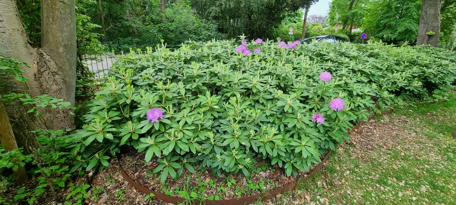 Aangelegde rhododendronborder met paarse bloemen tussen grote bomen, afgezet met cortenstaal
