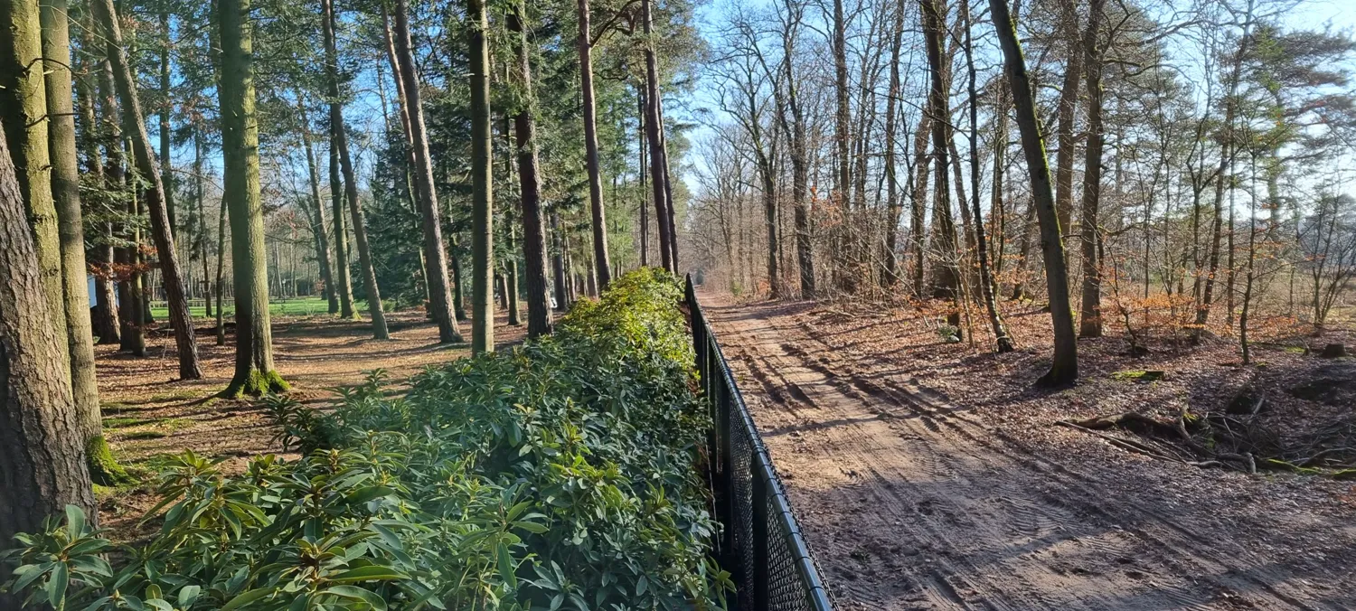 Lange rhododendronhaag langs een hekwerk en zandpad in het bos