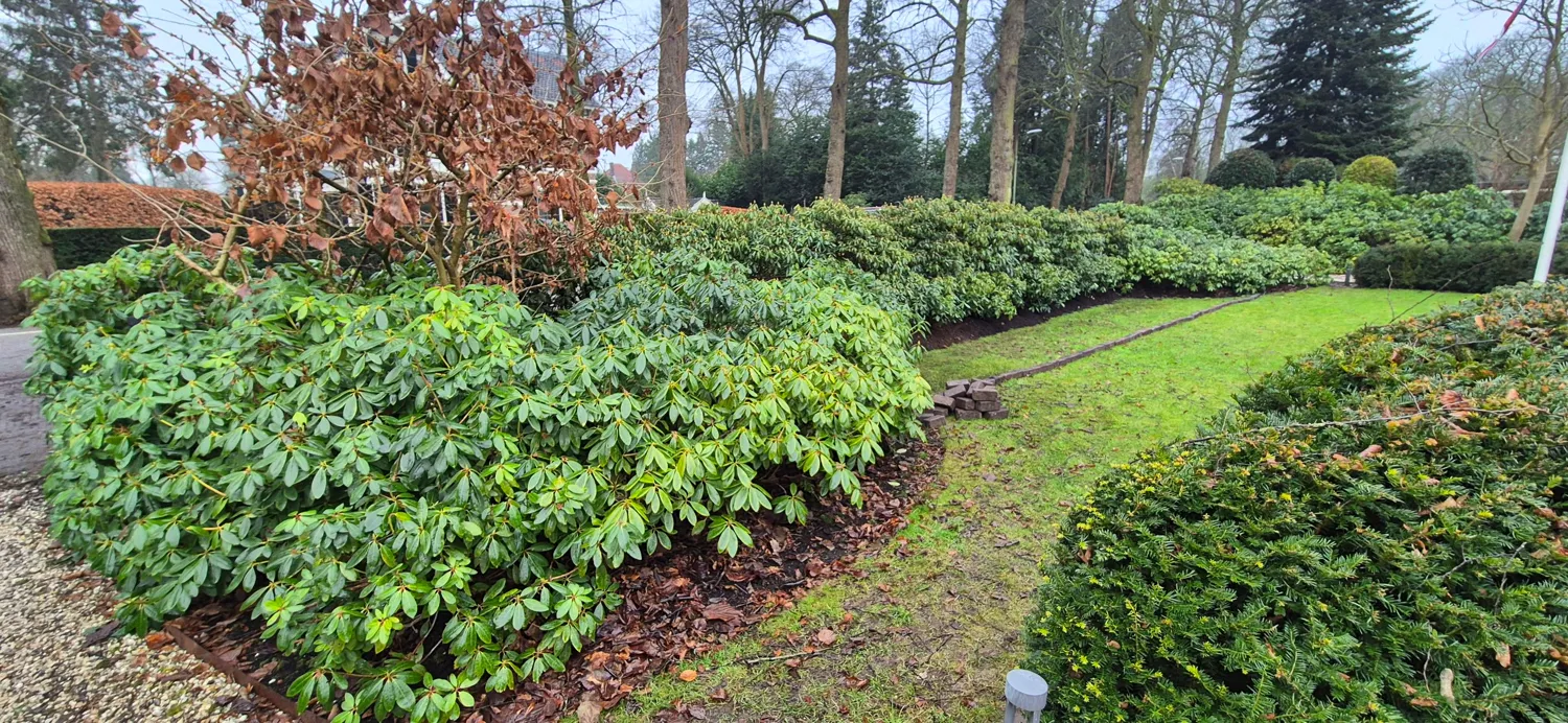 Nieuw aangeplante rhododendronborder langs een gazon en taxushaag
