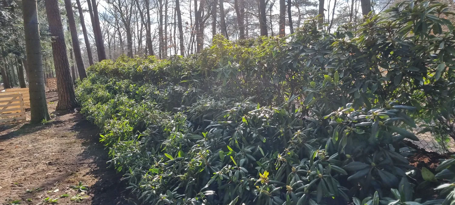Dichte rij rhododendrons in de zon langs een bospad