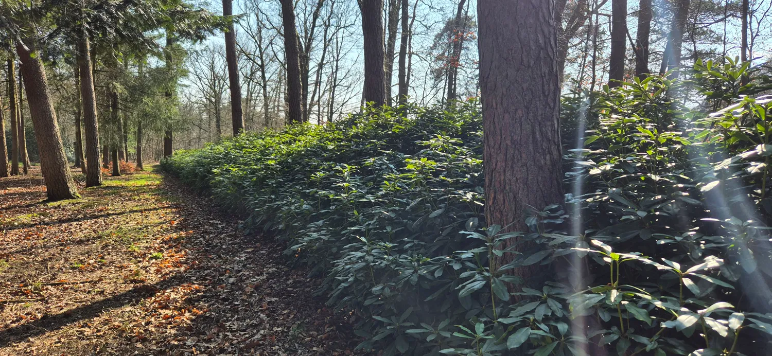 Rhododendronhaag tussen dennenbomen in een bosrijke tuin