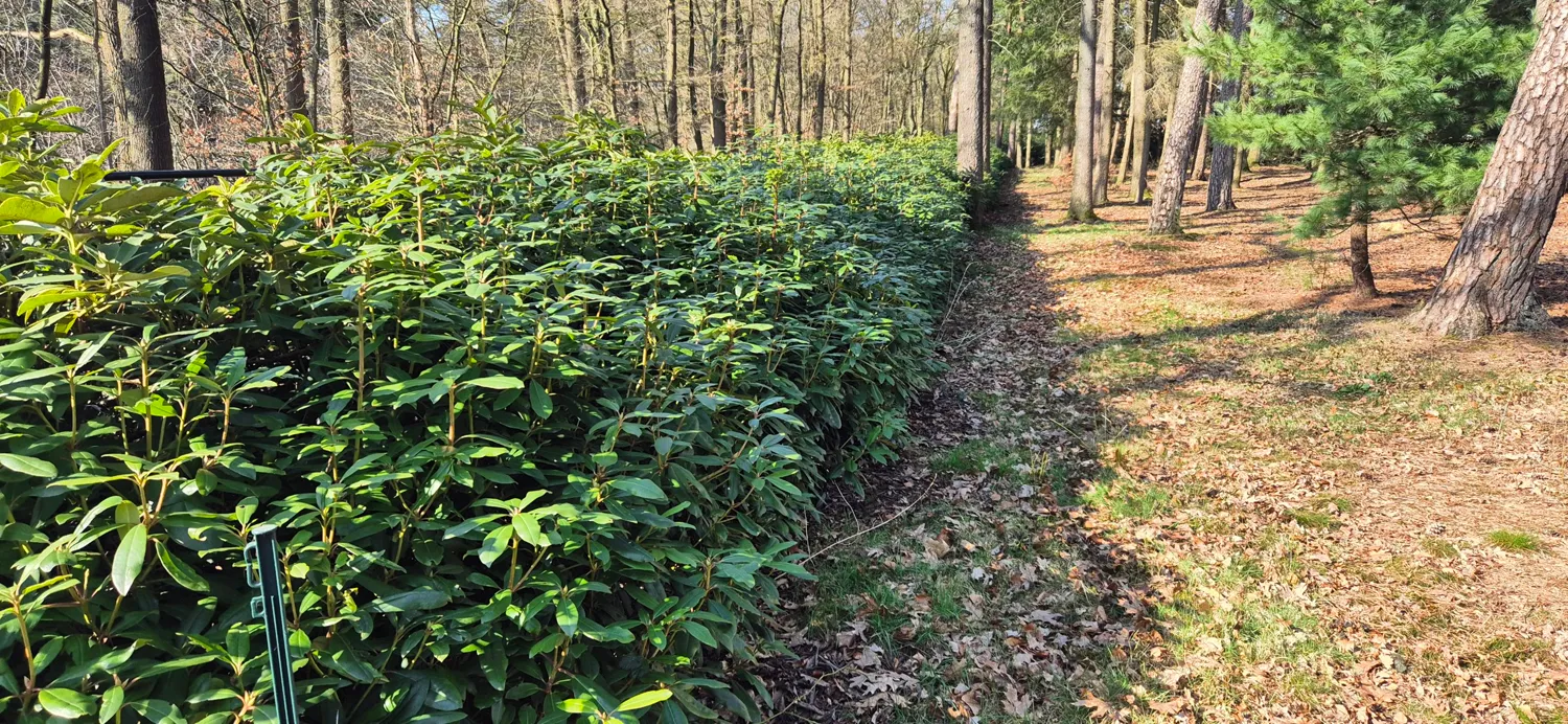 Strak aangeplante rhododendronhaag langs een bospad met dennen