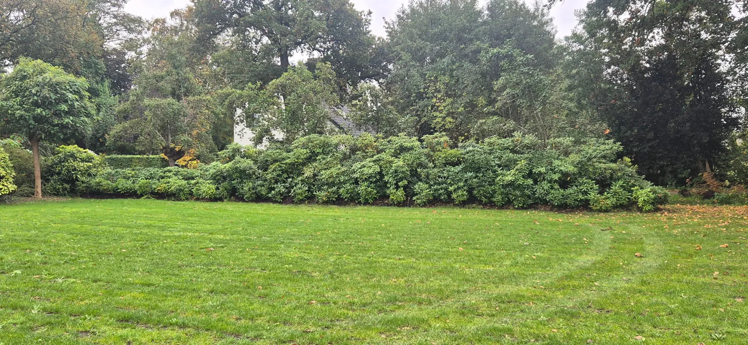 Brede rhododendronborder aan de rand van een groot gazon voor een woning