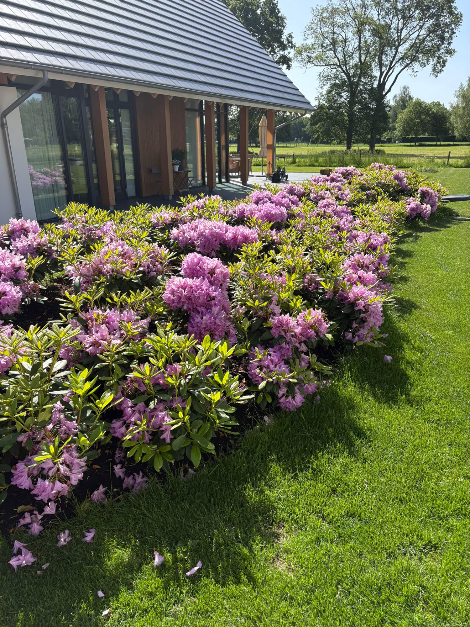 Border met bloeiende roze rhododendrons langs het terras van een moderne schuurwoning
