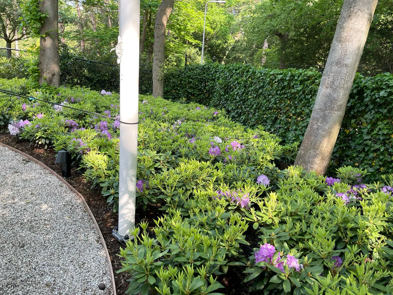 Rhododendronborder met paarse bloemen langs een grindpad en klimophaag