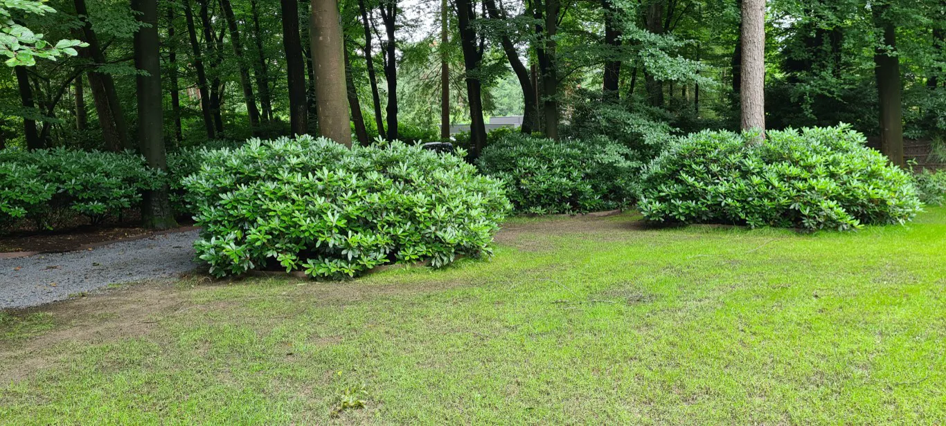 Drie grote rhododendrons op een gazon in een bosrijke tuin