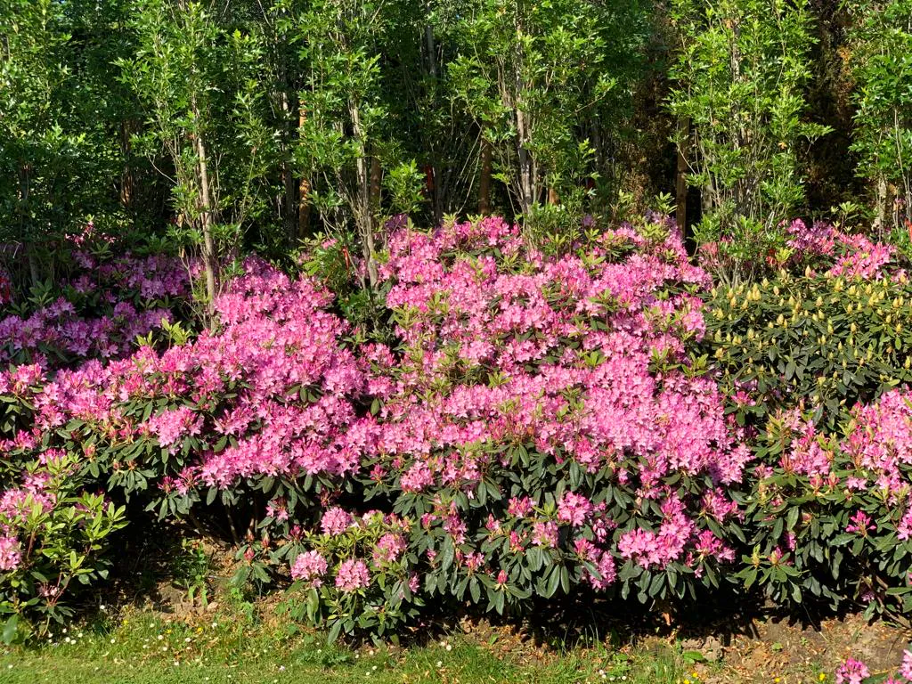 Uitbundig bloeiende roze rhododendrons voor een rij meerstammige bomen