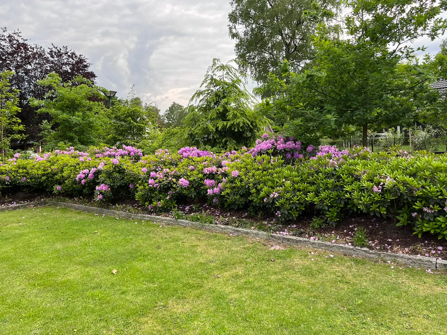 Bloeiende rhododendronborder met paarse bloemen langs een gazon met natuurstenen rand