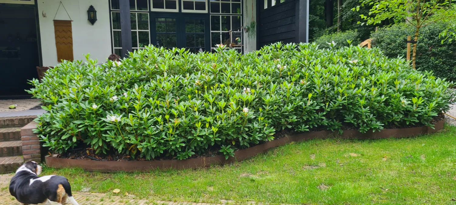 Volle rhododendronborder in een cortenstaal rand voor een woning