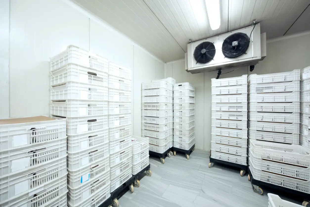 Long cold storage room with aisles of tall stacked white plastic crates and a multi-fan cooling unit