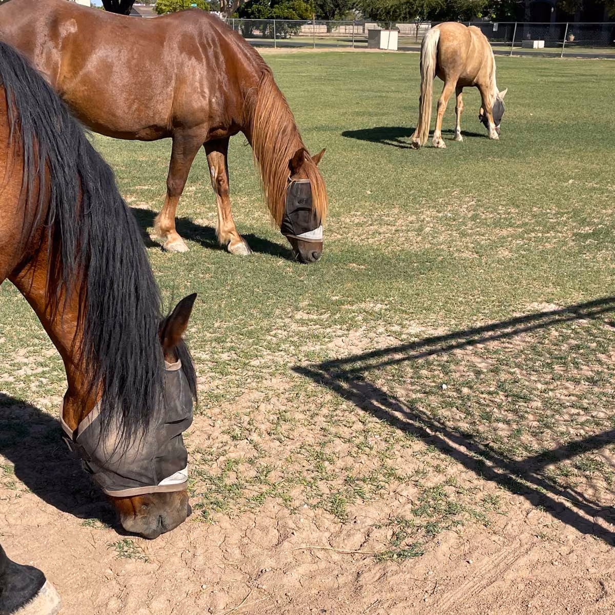 Three horses wearing fly masks grazing on a patchy grassy field inside a fenced area.