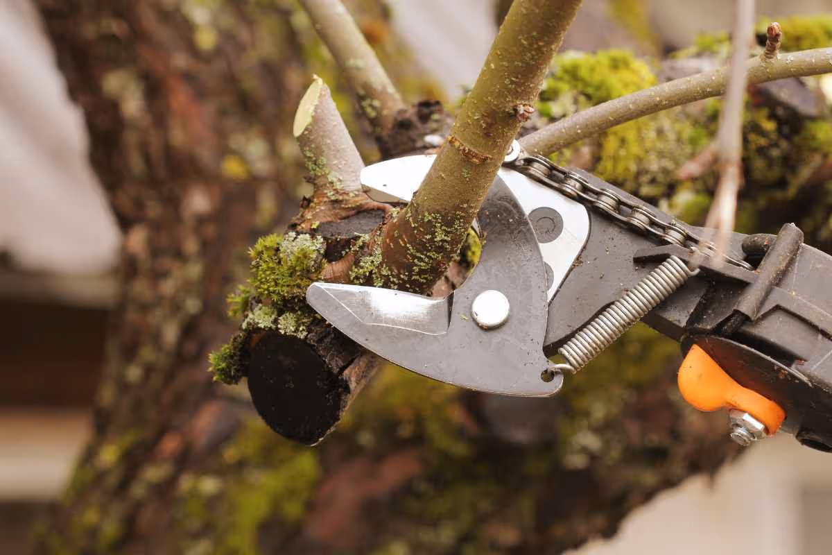Tree Trimming