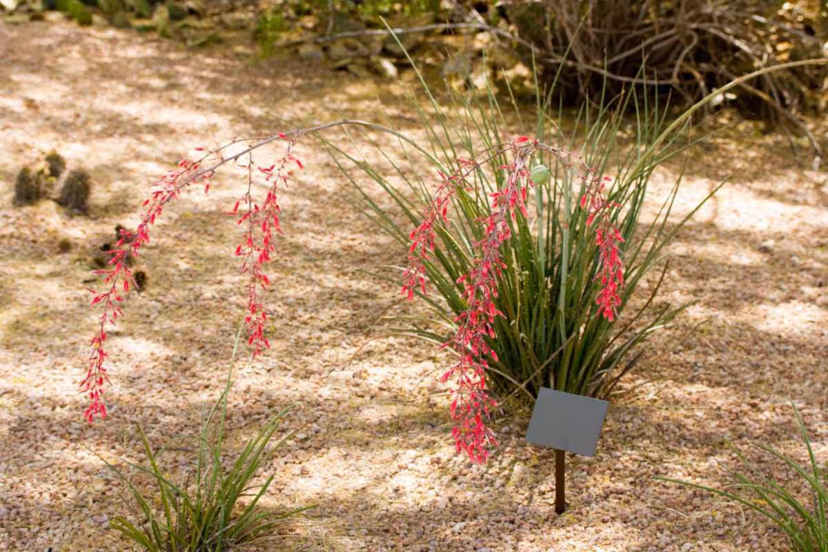 Red Yucca