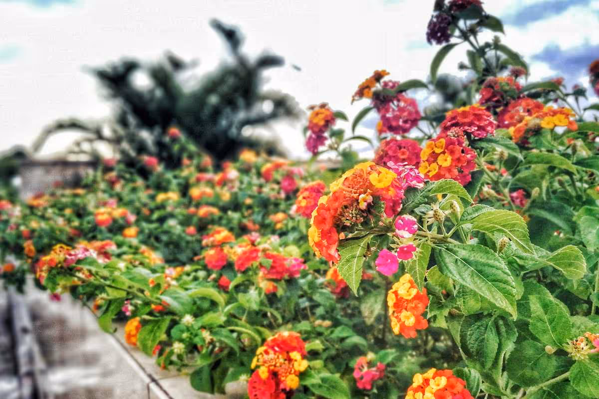Native Plants in Dallas