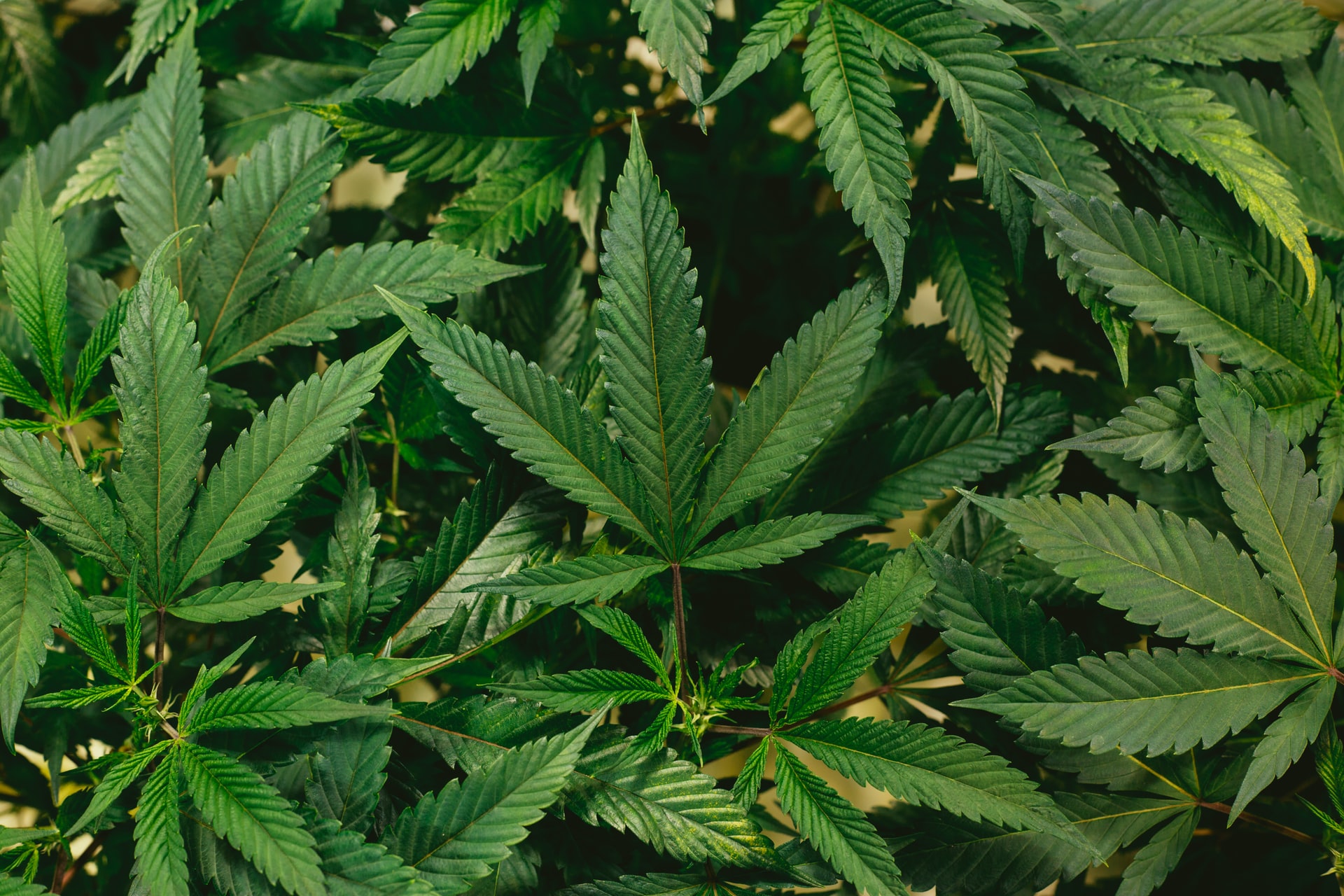 Banner image for The Business Journal Features Braden Perry in Medical Marijuana Cash Seizure in Kansas Article