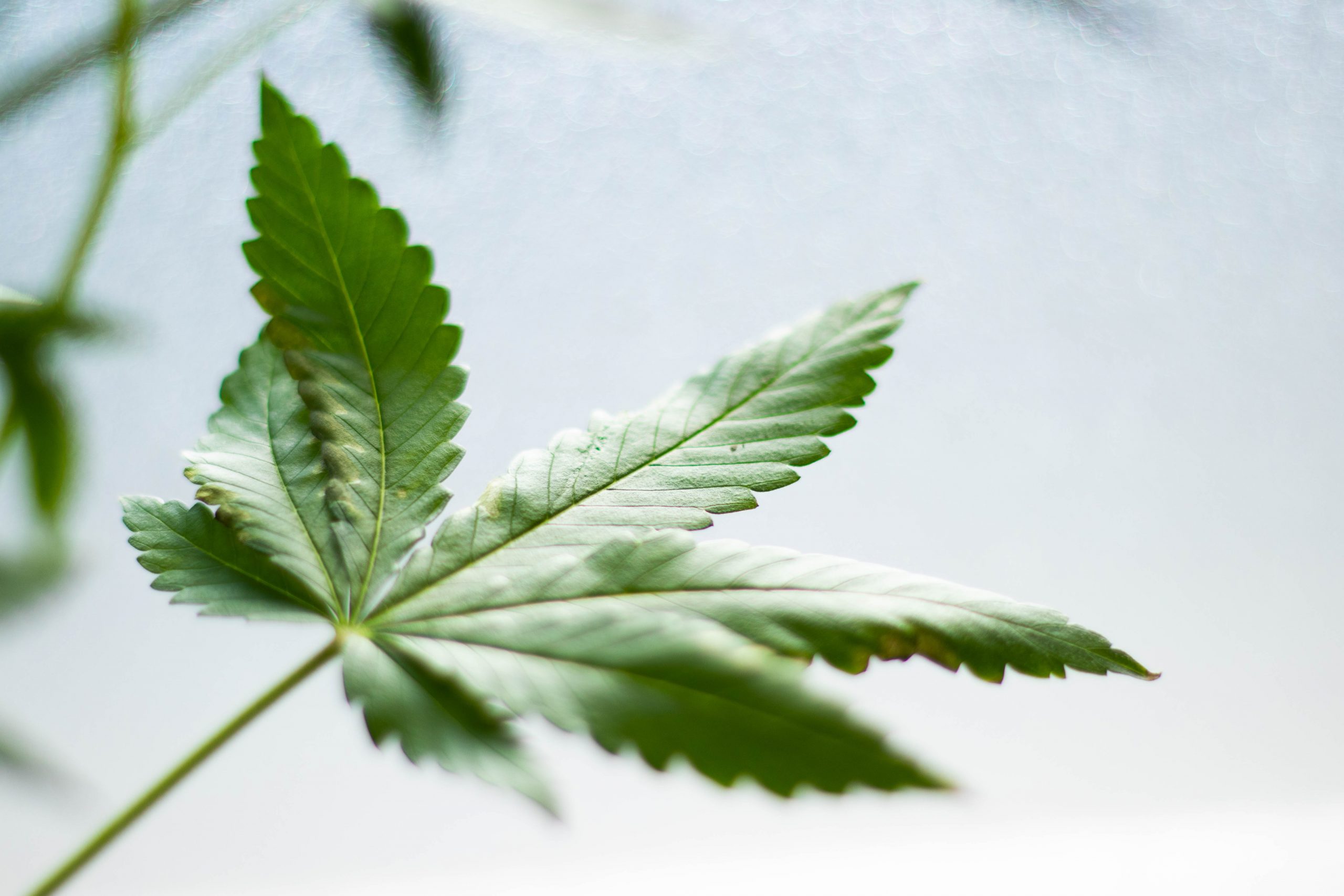 Banner image for Braden Perry Highlighted in Article on the Cannabis Industry's Use of Blockchain