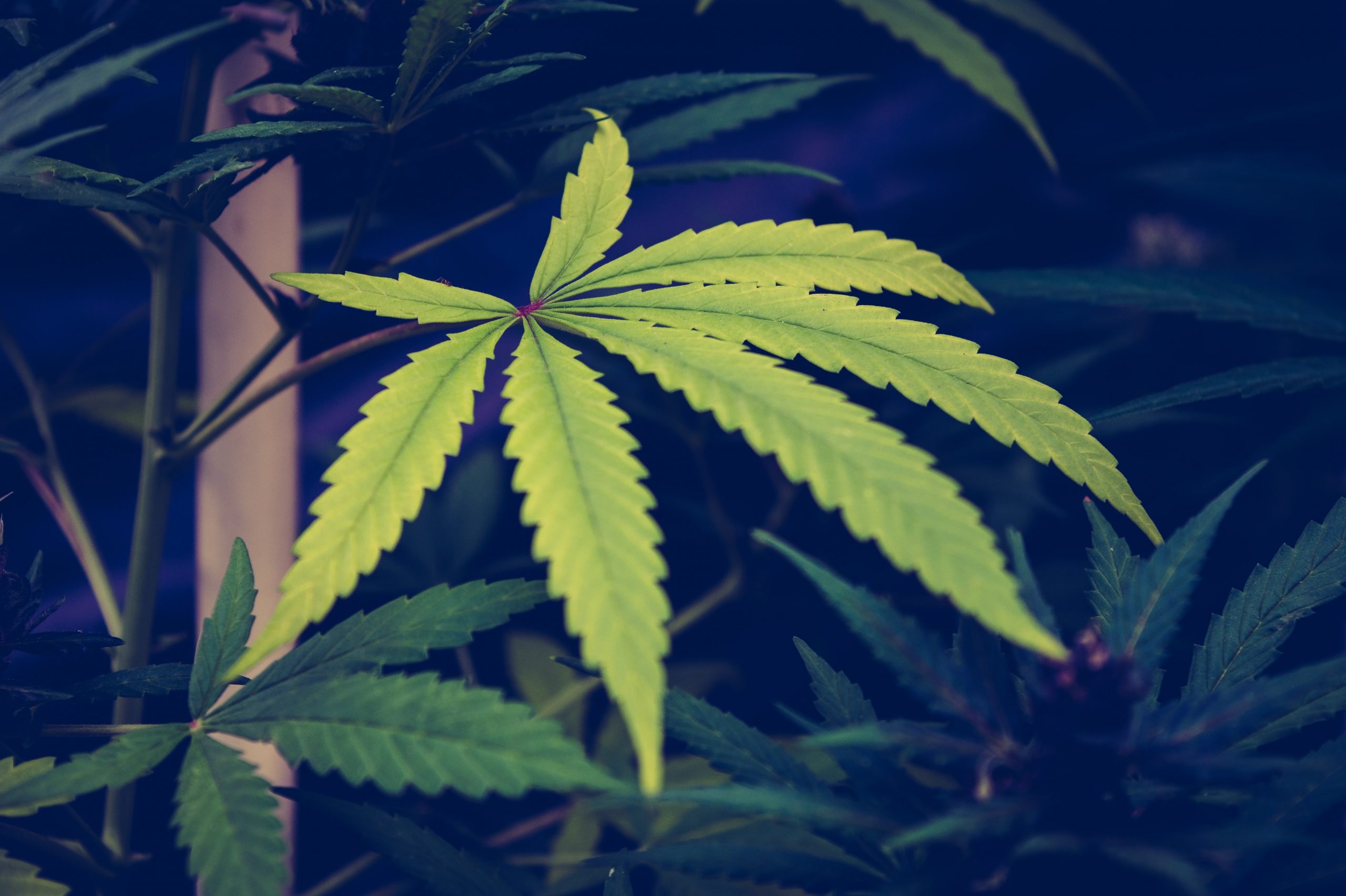 Banner image for Braden Perry Featured in Bullish Article on How Non-Fungible Tokens Will Change the Future of Cannabis