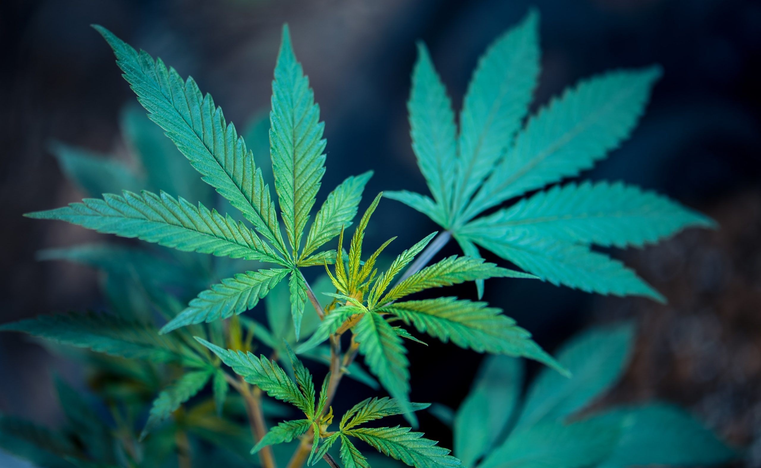 Banner image for Blockchain for Business Transparency in the Hemp Industry: Insights from KC