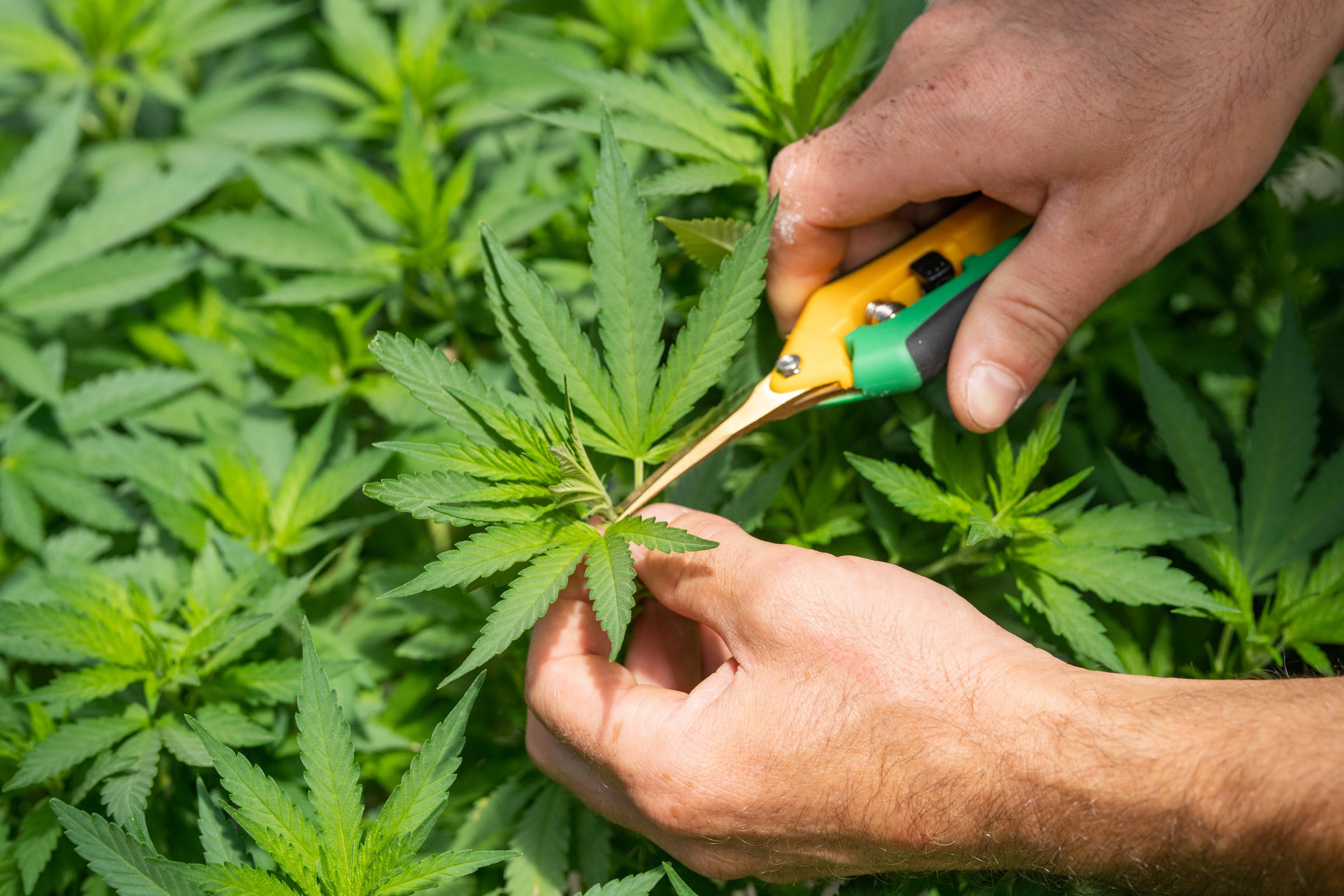 Banner image for A Primer on Missouri AHC Appeals of Medical Marijuana Cultivation License Denials
