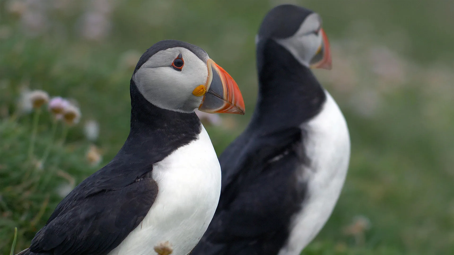 Atlantic A Year in the Wild image