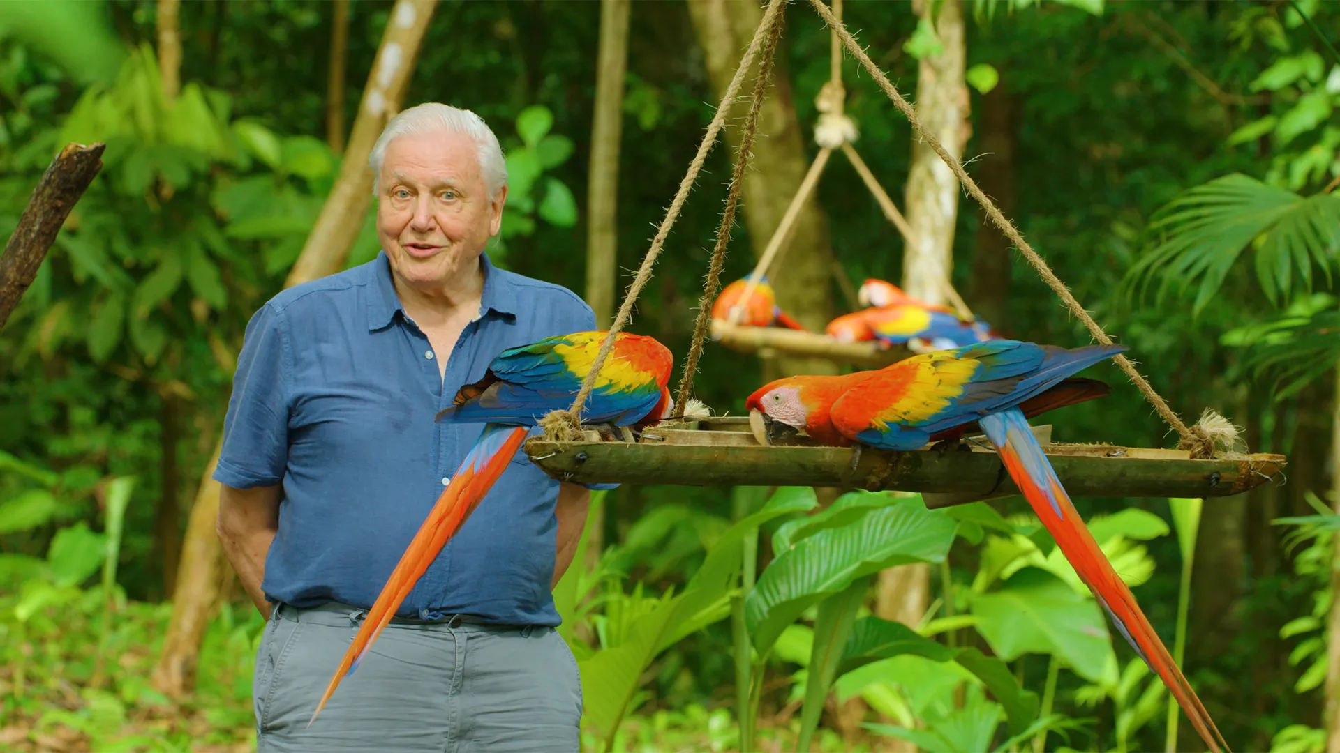 Life in Color with David Attenborough
