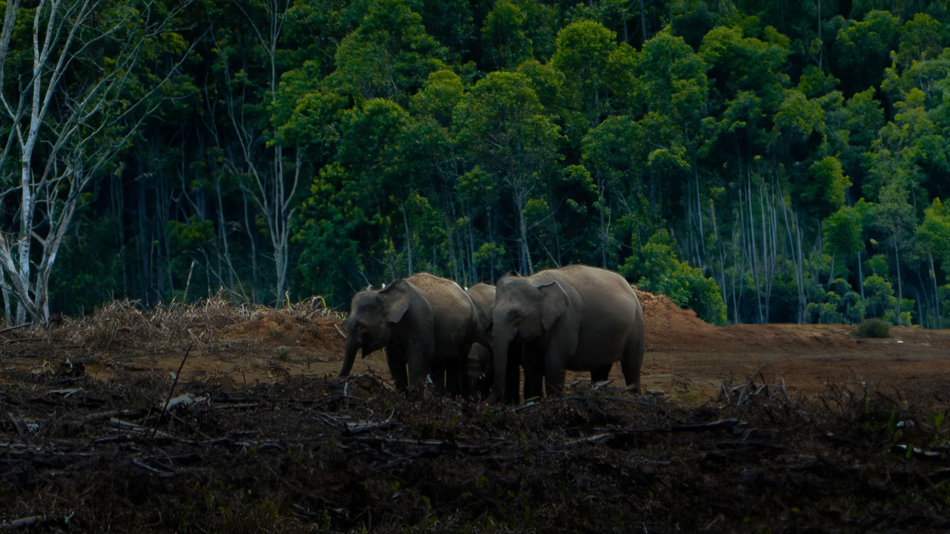 Bornean Elephants - A Journey Through A Living Landscape