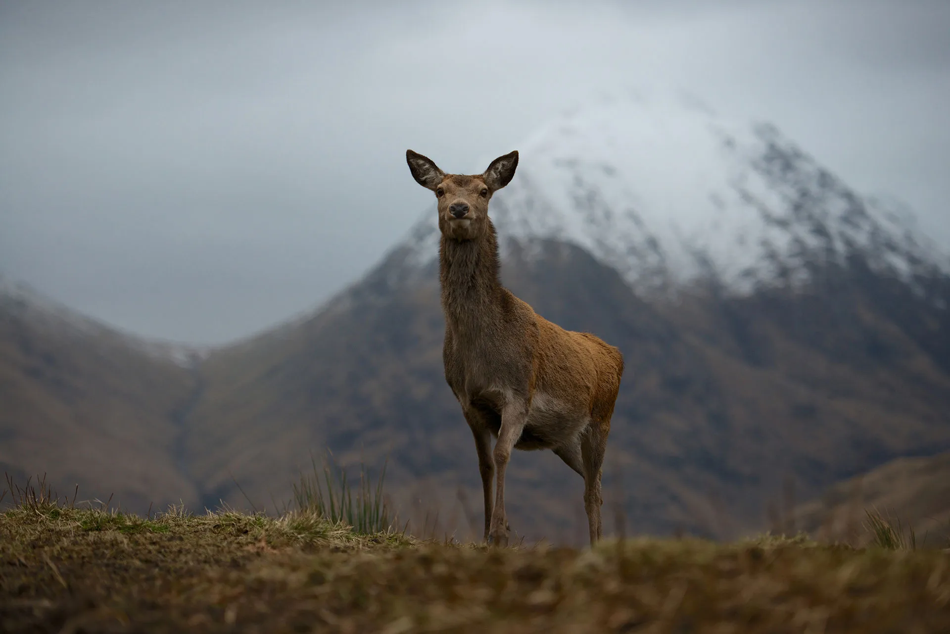 Loch Lomond: A Year in the Wild