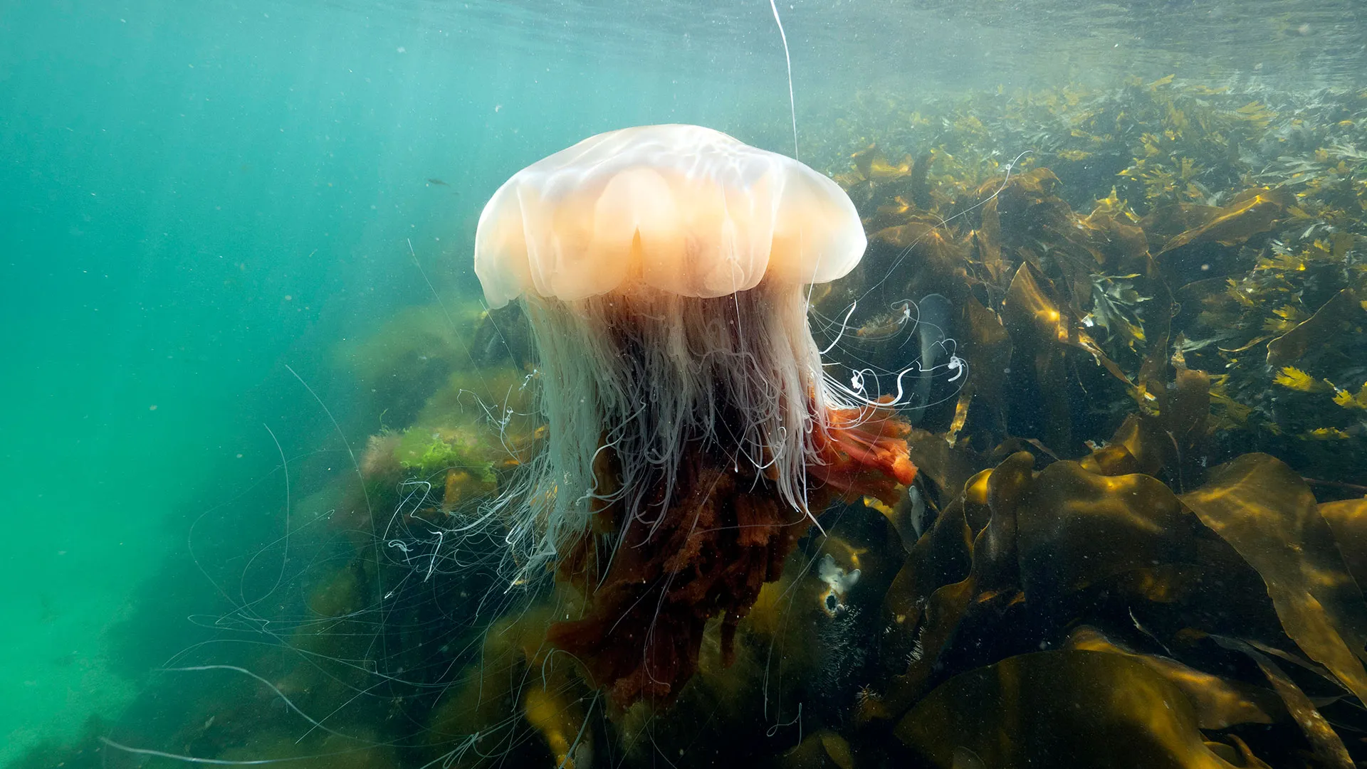 Atlantic: A Year In The Wild