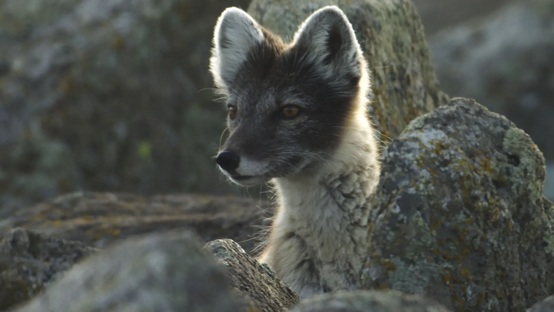 Alaska: A Year In The Wild