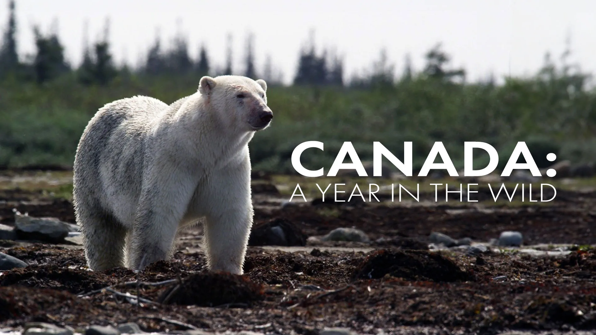 Canada: A Year In A Wild