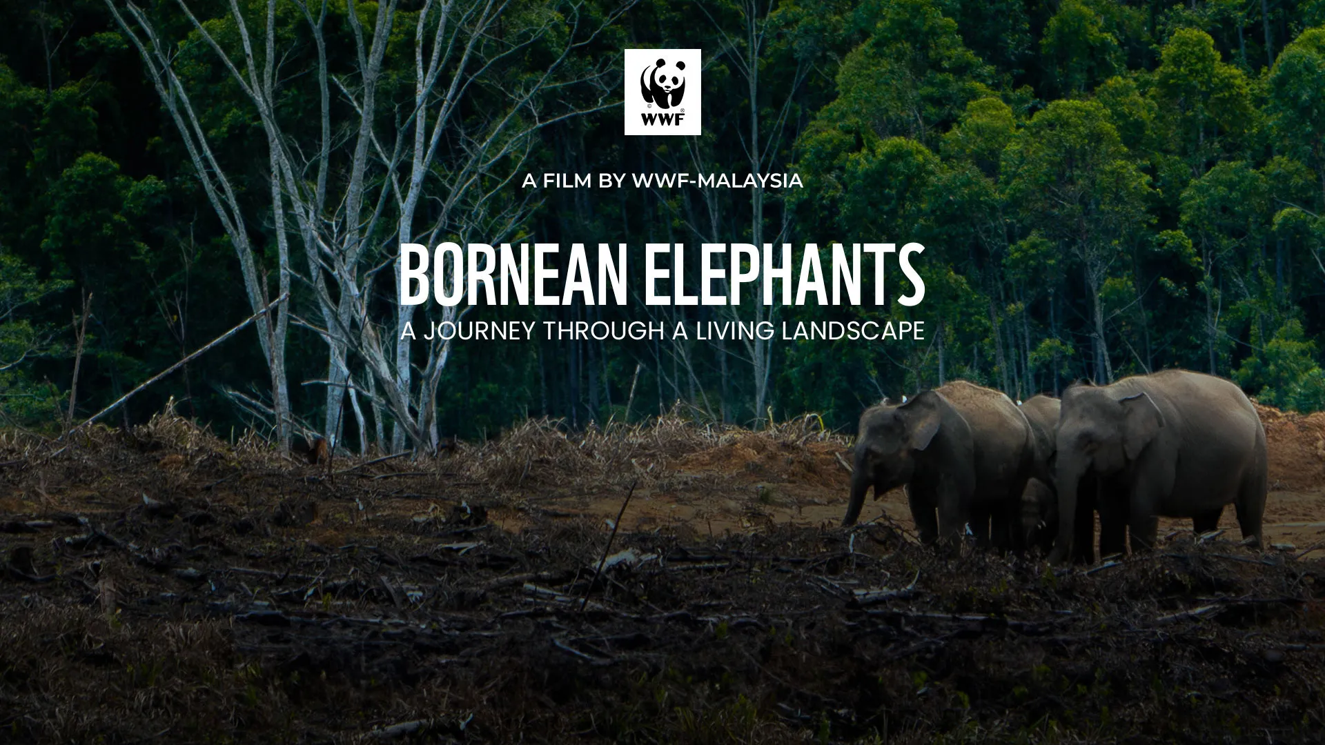 Bornean Elephants - A Journey Through A Living Landscape 