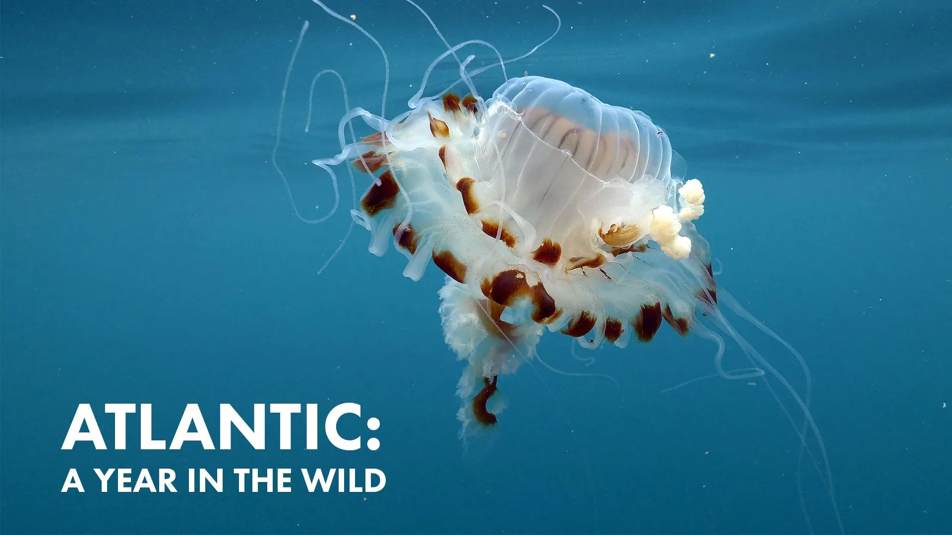 Atlantic: A Year In The Wild