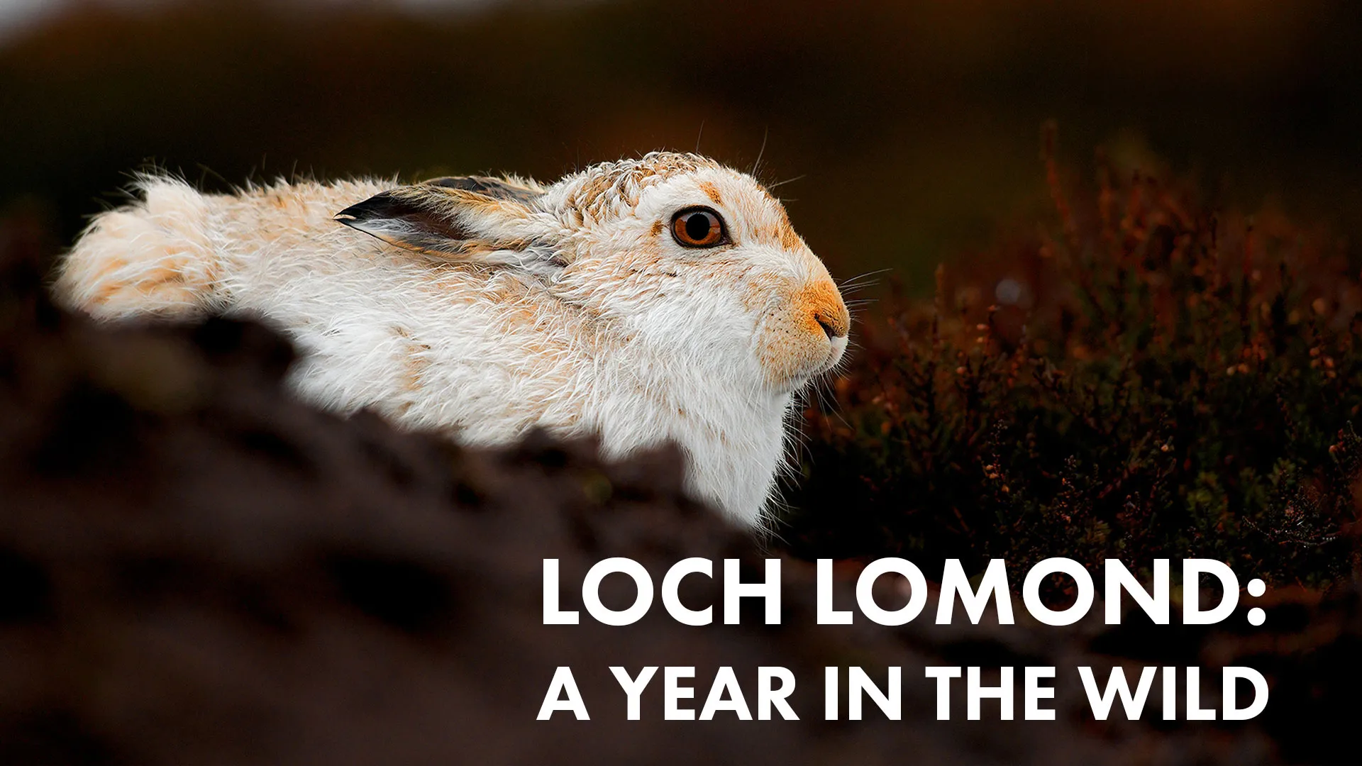 Loch Lomond: A Year in the Wild