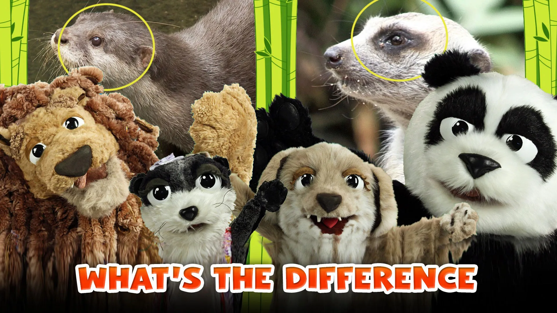 What's the Difference?