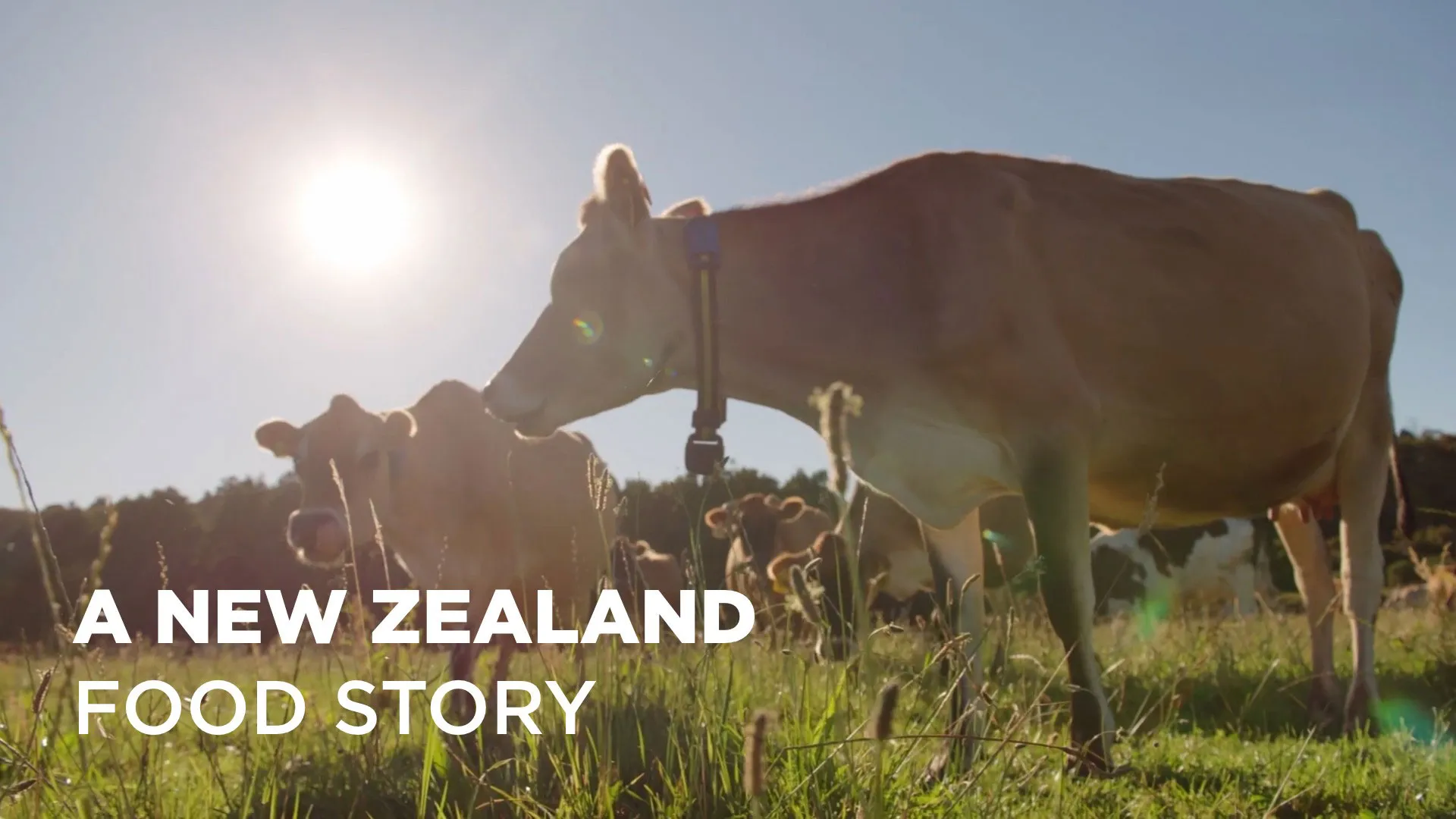 A New Zealand Food Story S2