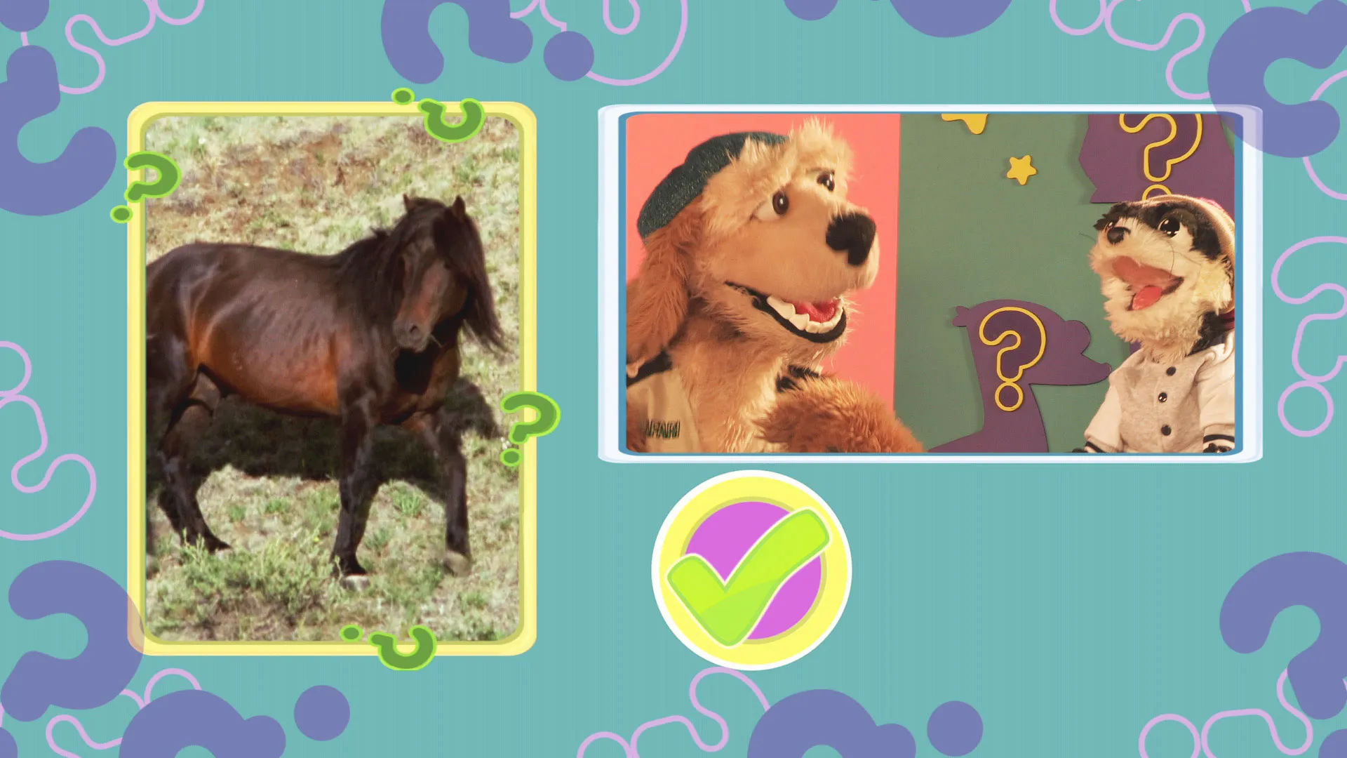 Guess the Animal