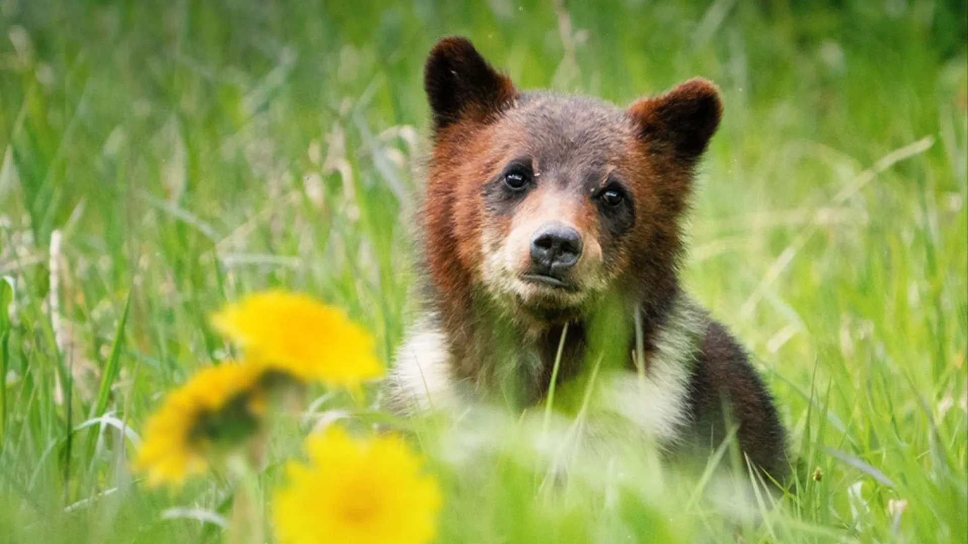Growing Up Grizzly: A Tale of Two Orphans