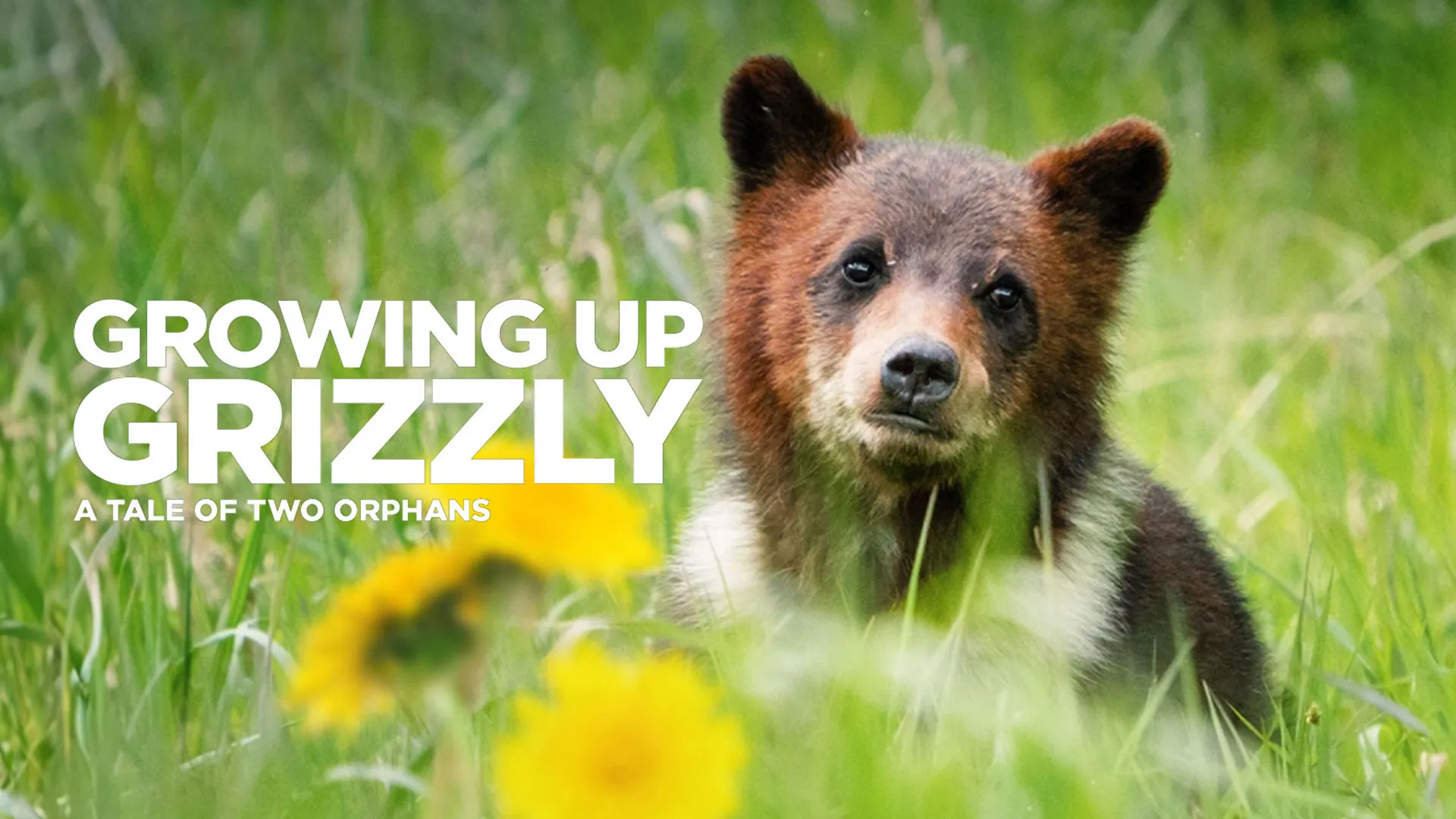 Growing Up Grizzly: A Tale of Two Orphans