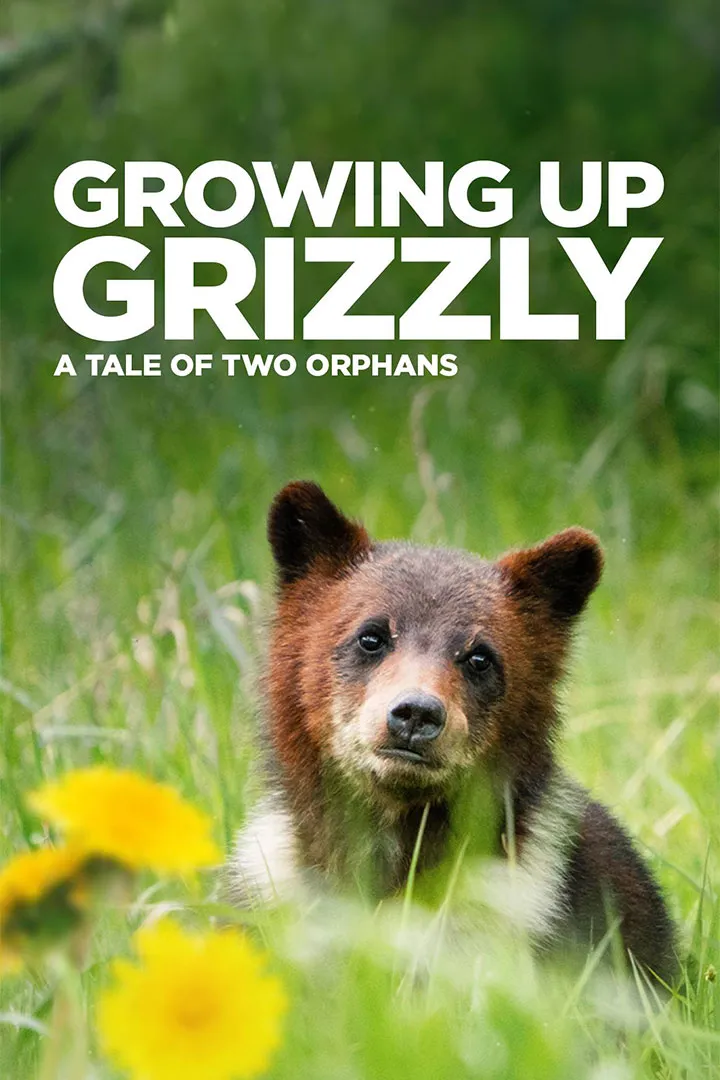 Growing Up Grizzly: A Tale of Two Orphans