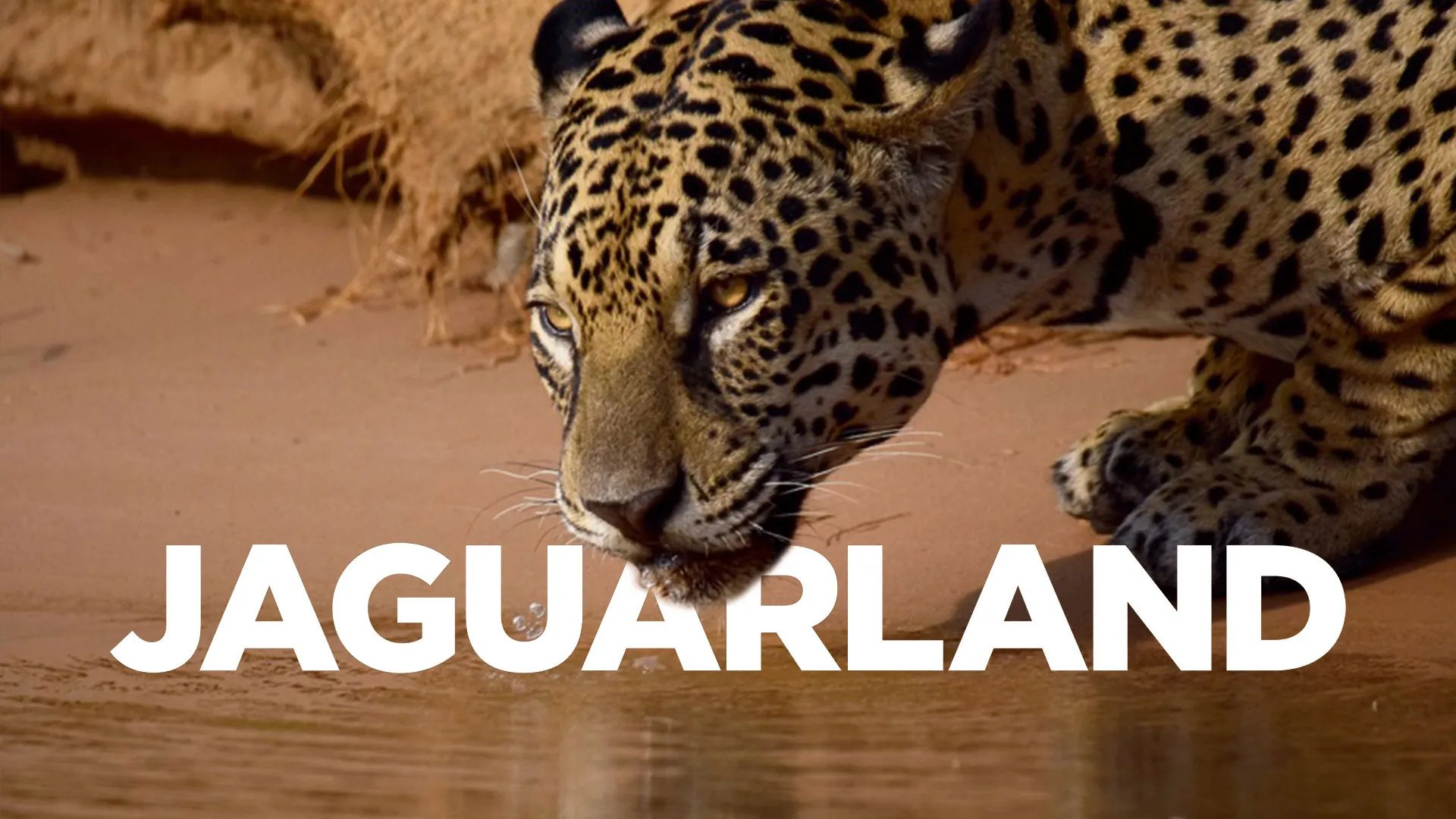 Jaguarland