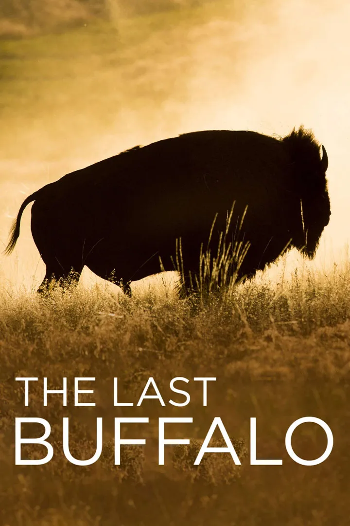 The Last Buffalo