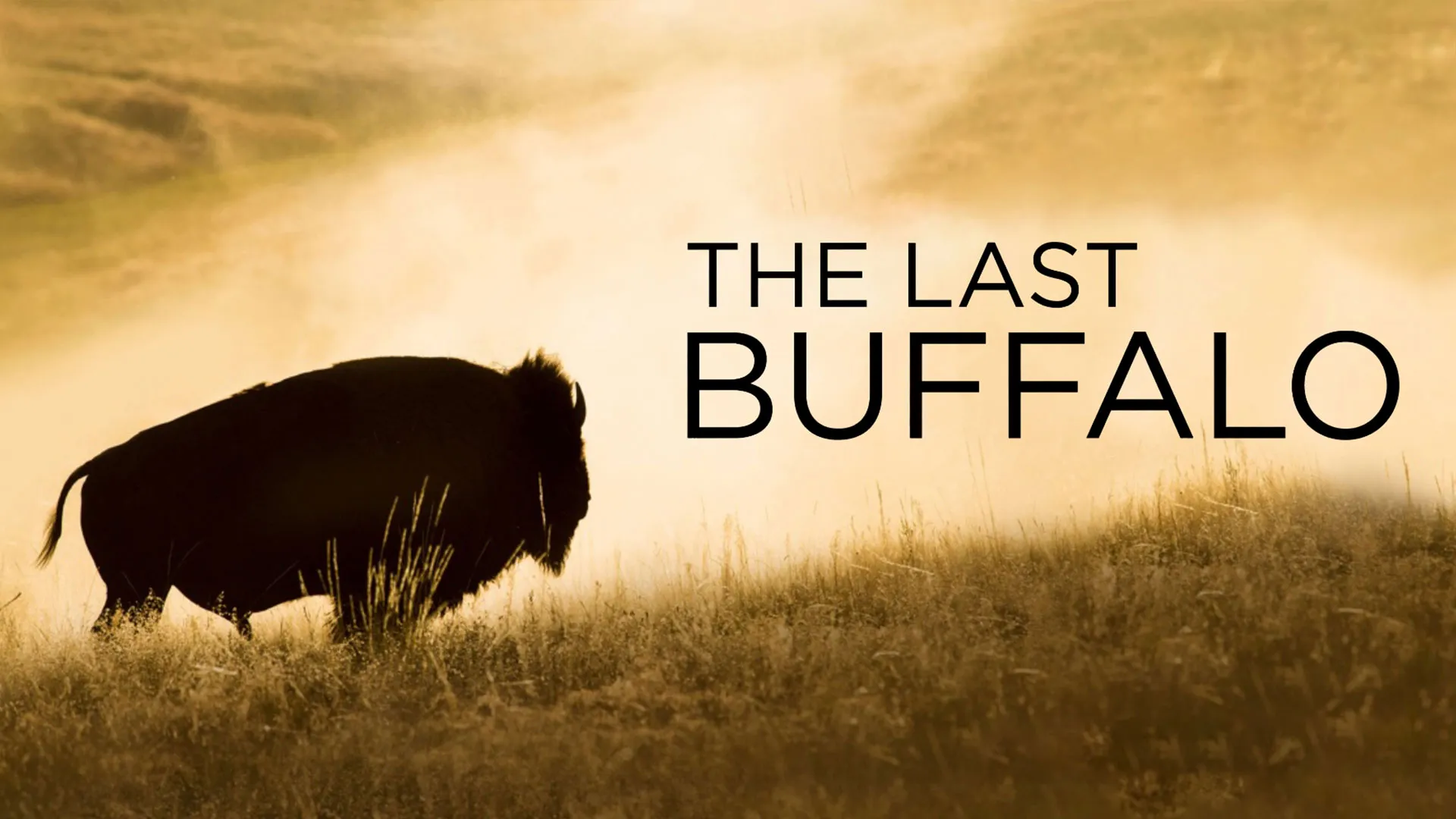The Last Buffalo