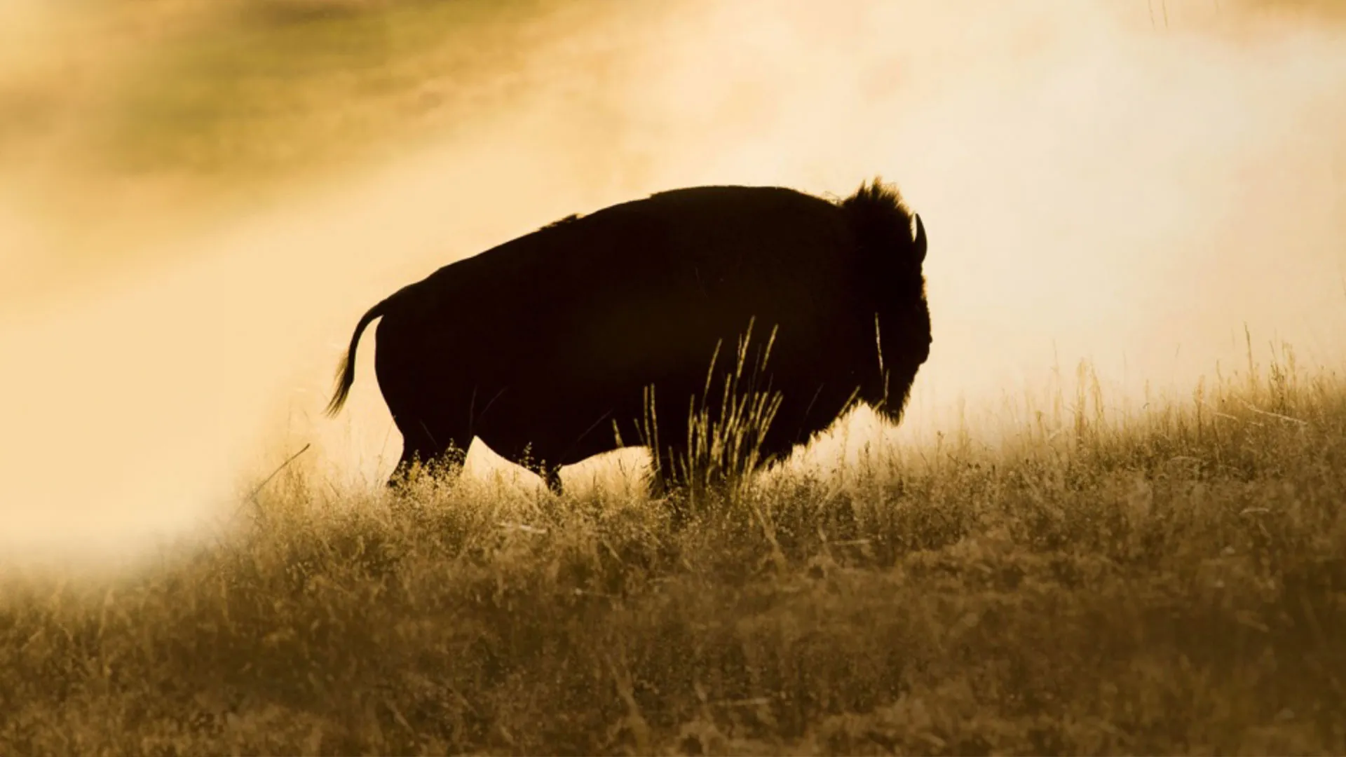 The Last Buffalo