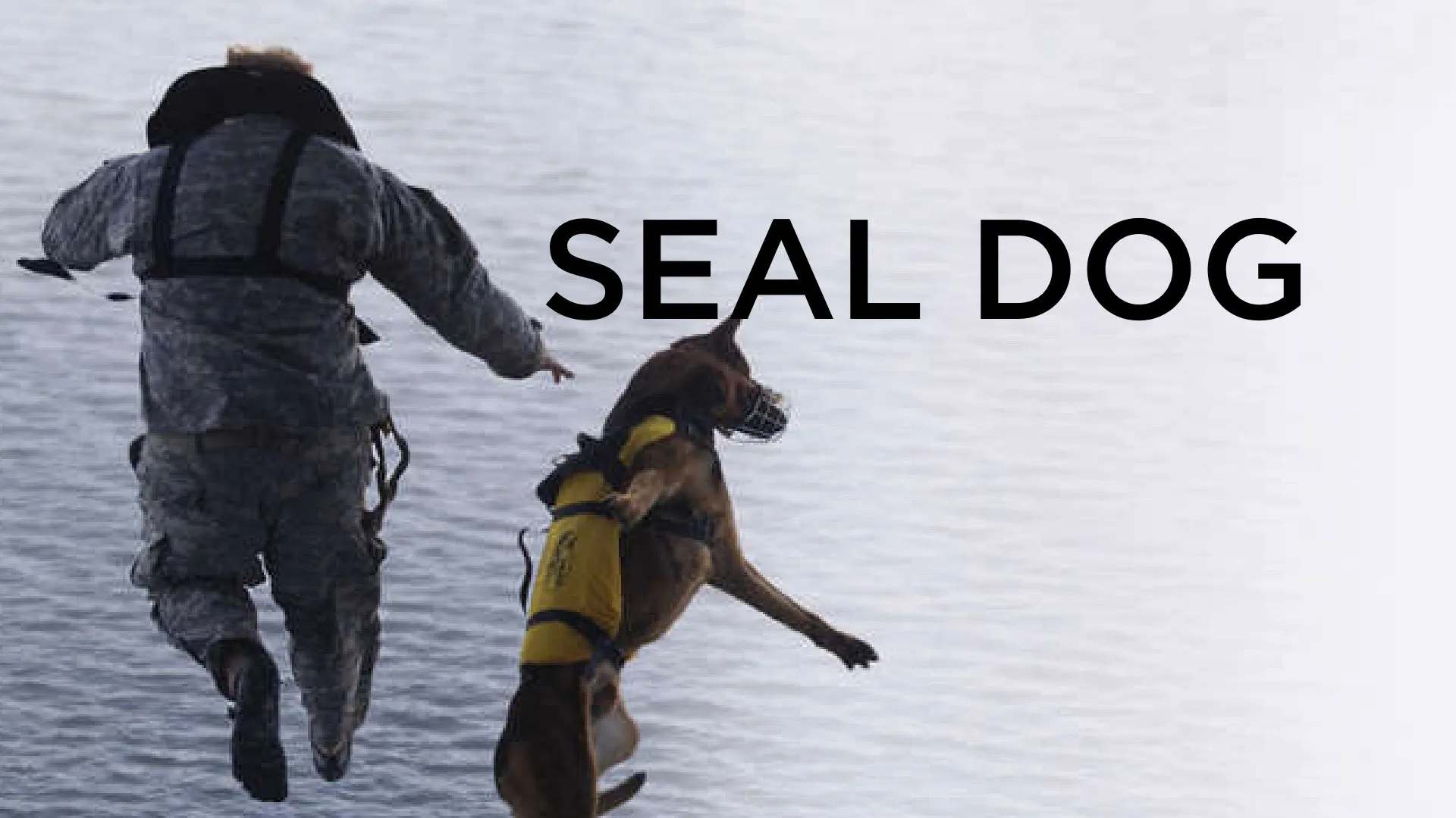 SEAL Dog